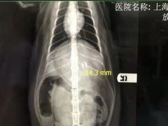 -瑞派申生动物医院·24H夜诊·国际动物医疗中心·骨外科(吴中路店)