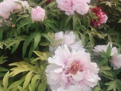 -莲花池公园
