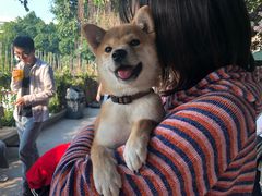-柴犬高等学院·狗咖·柴犬售卖·宠物训练