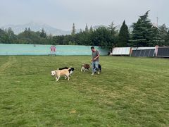 -趣玩宠物乐园寄养训犬训狗游泳池