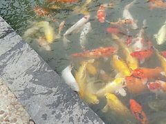 -银鲨海鲜烤肉火锅自助餐厅(五星店)