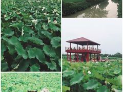 -嘉北郊野公园