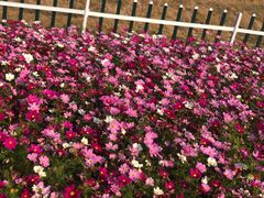 -紫马岭公园