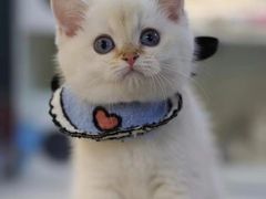 -lincat·猫舍(广州店)