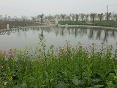 -绵阳盛世樱花悠乐谷