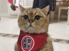 -飞行喵MR PILOT|猫舍·猫咖(静安大融城店)