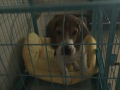 -达爱动物医院·犬猫分区·CT·复杂眼科(远洋山水分院)