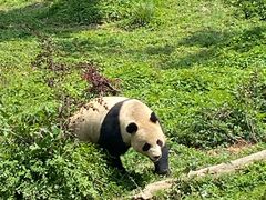 -中国大熊猫保护研究中心雅安碧峰峡基地