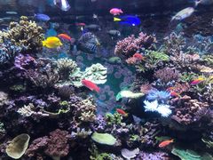 -新加坡海洋生态馆