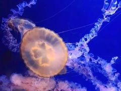 -成都泰迪熊博物馆