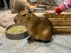 -Zoolung Zoolung动物主题公园(海信广场店)