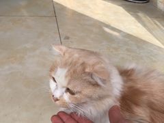 -啊马英豌豆粉