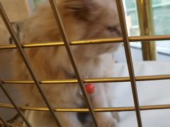 -有猫主题·治愈系猫咖(曾厝垵店)