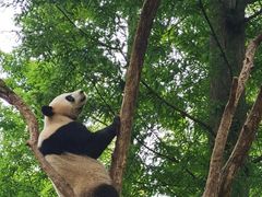 -都江堰中华大熊猫苑