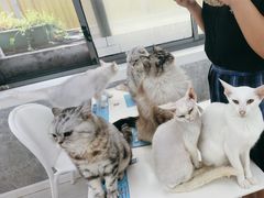 -喵的天空名猫咖啡馆·撸猫·猫舍·用品