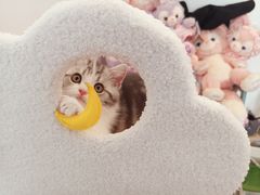 -欣宠猫屋·矮脚拿破仑·蓝金金渐层