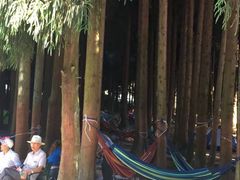 -武陵山森林公园