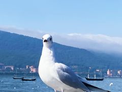 -海埂大坝