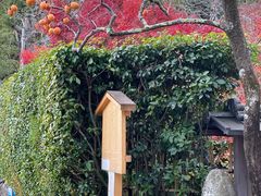 -常寂光寺