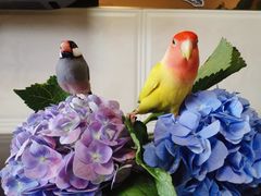 -青石桥花鸟鱼虫市场(叠翠城店)