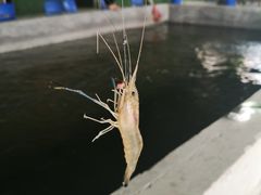 -会江钓鱼钓虾烧烤场