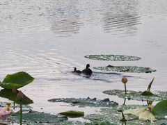 -哈尔滨大剧院