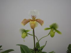 -上海鲜花港