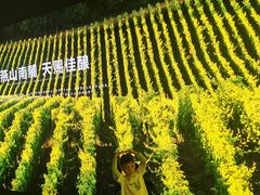 -北京张裕爱斐堡酒庄