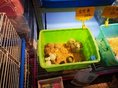 -宝鸡东道花鸟鱼虫市场(吉利花园商场店)