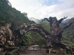 -龙湾潭国家森林公园