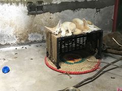 -灵玲国际马戏城