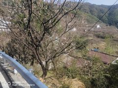 -四明山国家森林公园
