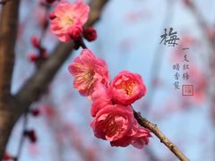 -无锡梅园公园