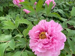 -洛阳市隋唐城遗址植物园