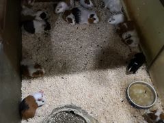 -上海大自然野生昆虫馆(东方明珠·爬宠昆虫探索中心)