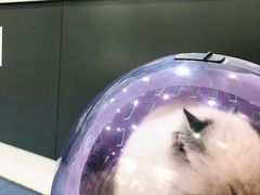 -伟伟宠物医院·CT影像中心·瑞派犬猫综合性门诊(汉口总院)