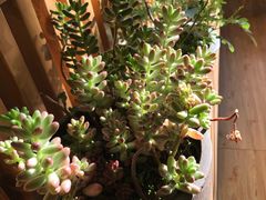 -四姑娘山阿巴郎·藏式花园餐厅