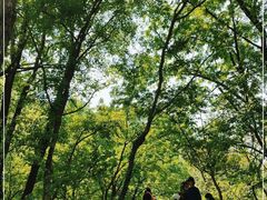 -青龙山国家森林公园