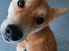 -柴源莊·柴小宠柴犬咖啡