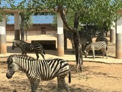 -石家庄市动物园