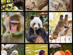 -灵玲国际马戏城