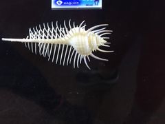 -贝壳梦幻世界