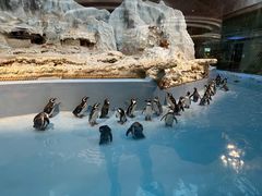 -帝企鹅自助餐厅•儿童岛•真企鹅(长隆企鹅酒店)