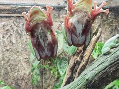 -广州长隆飞鸟乐园