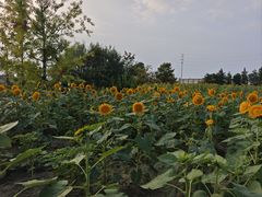 -杭州湾海上花田景区