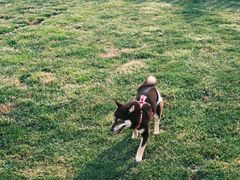 -趣玩宠物乐园寄养训犬训狗游泳池