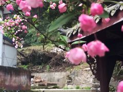 -凤栖山