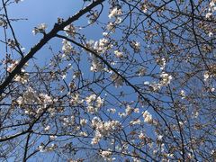 -西湖外事游船(花港观鱼码头)