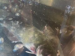 -蜀滋香鲜鱼美蛙火锅(339店)