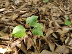 -杭州半山国家森林公园